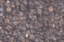 Buckwheat grains for milling