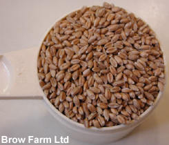 Wheat grains for milling