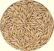 oatgrass seeds