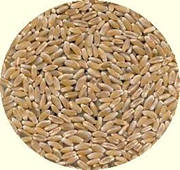 Wheatgrass seeds